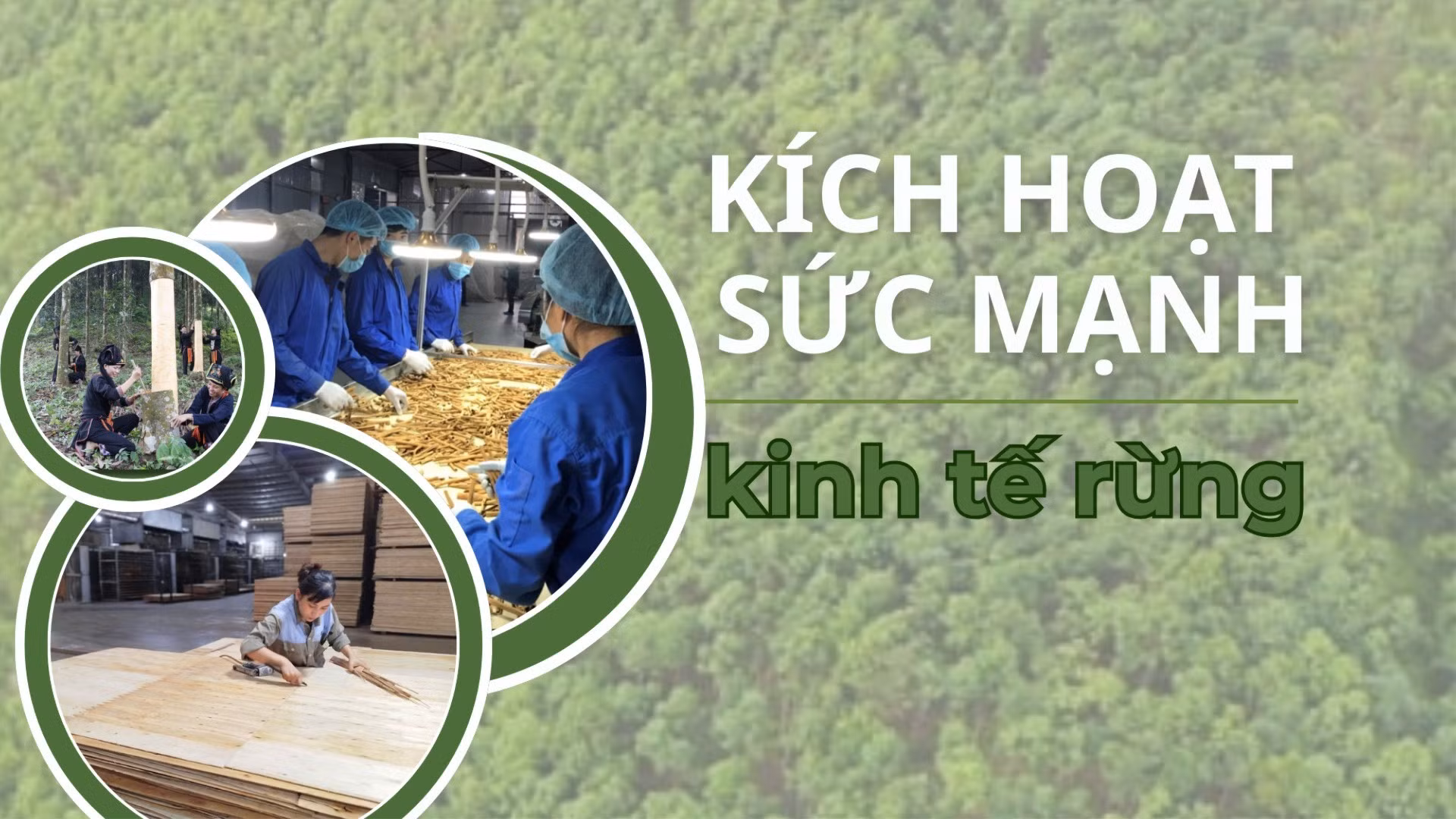Kích hoạt sức mạnh kinh tế rừng