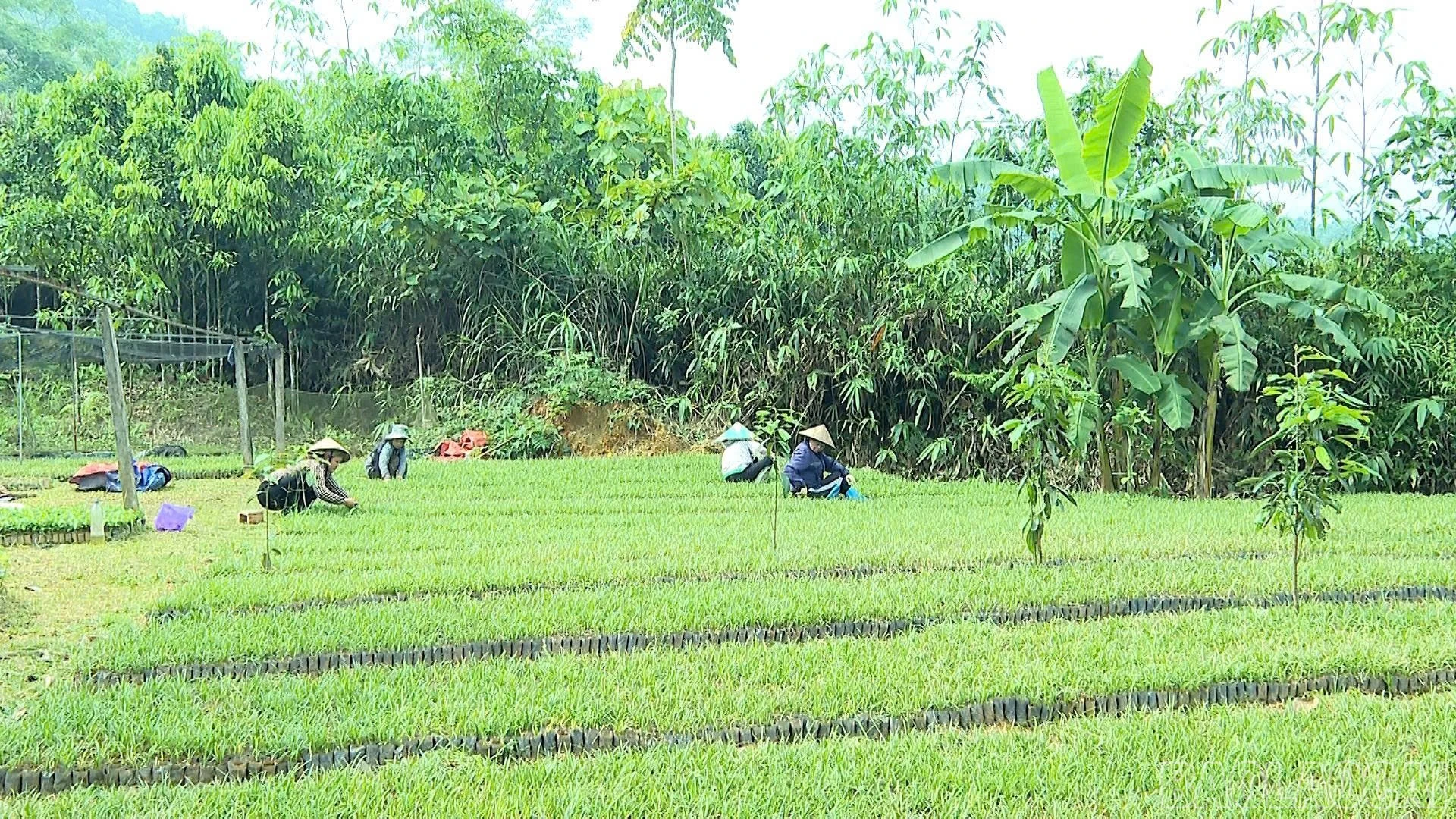 baolaocai-br_z7890238086788-859e8575d529ce00fd1f7d5431dca693.jpg