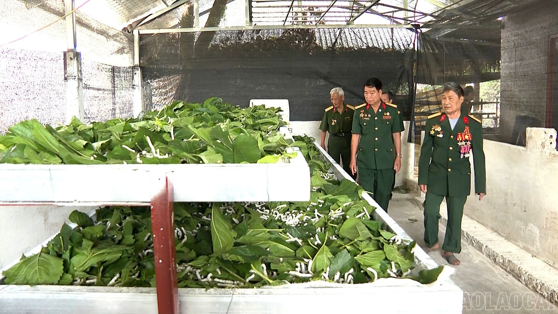 baolaocai-br_lk97026-nghia-tinh-nhung-nguoi-linh-truong-son-hd-100-02-15-01still004.jpg
