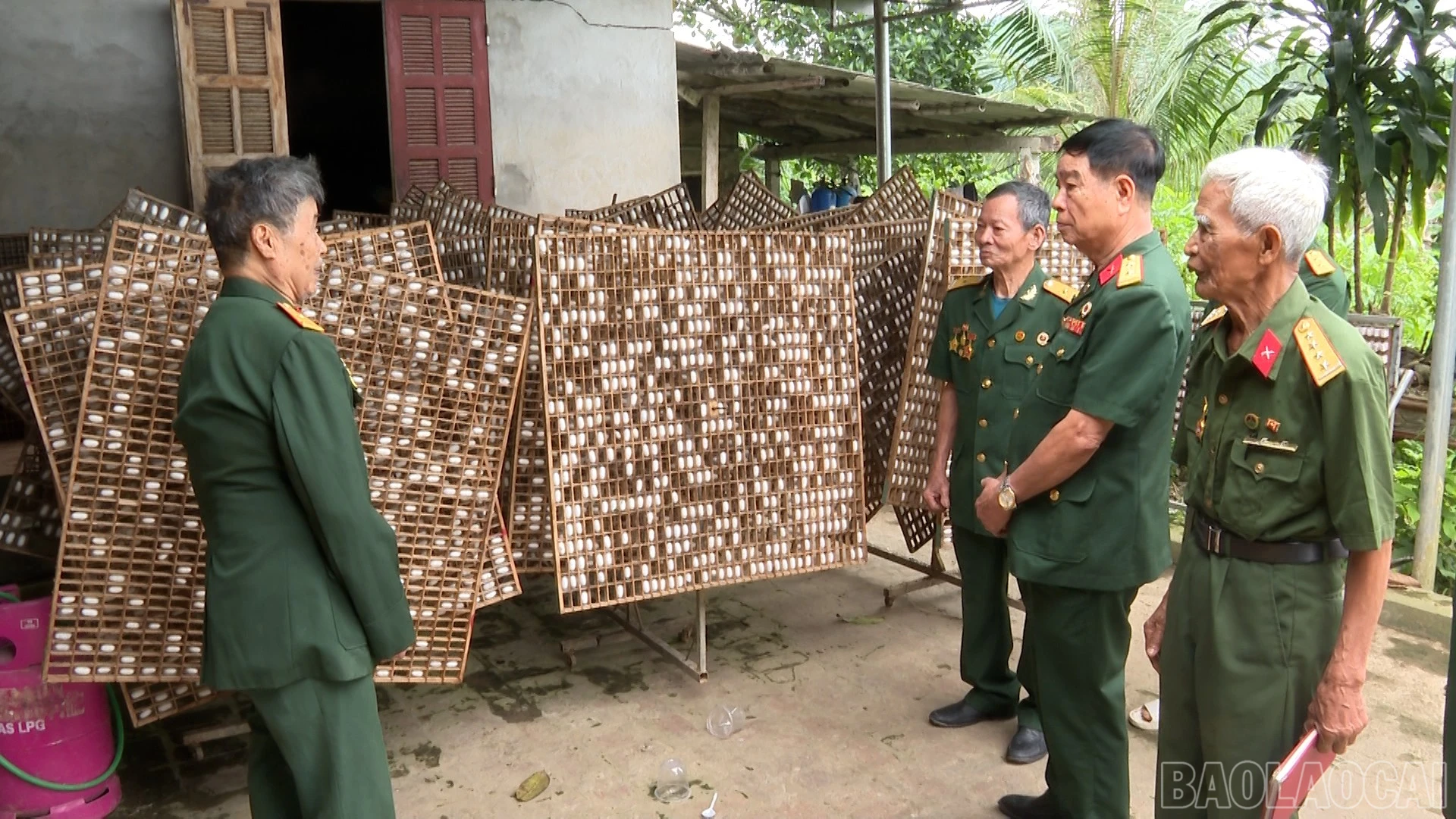 baolaocai-br_anh-30.jpg