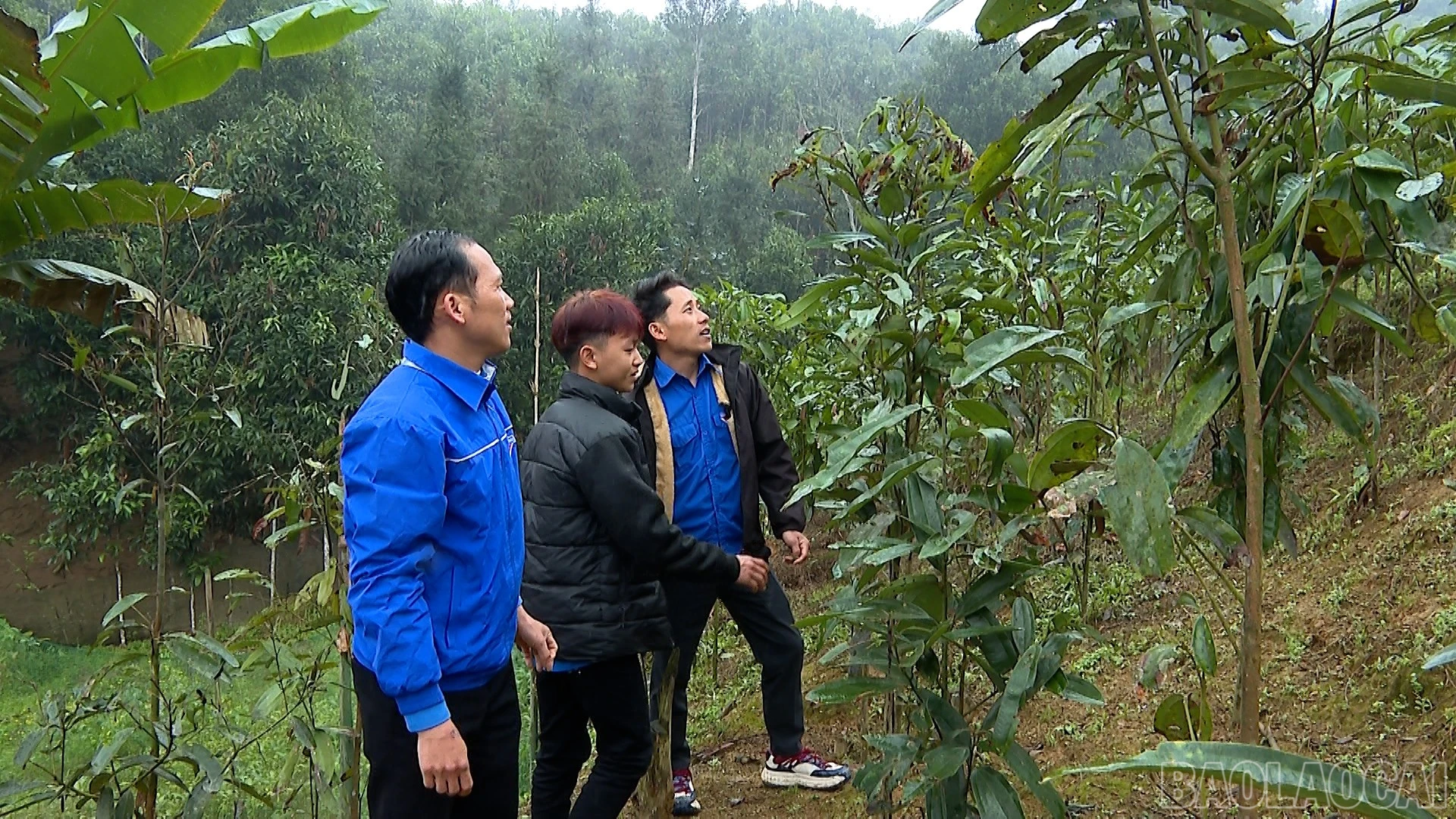 baolaocai-br_1.jpg