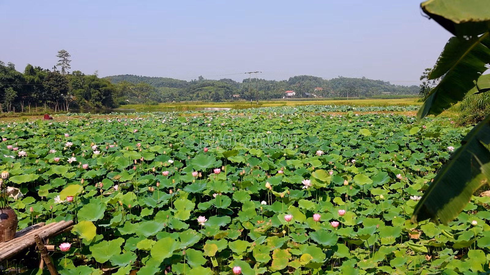 baolaocai-c_3.jpg
