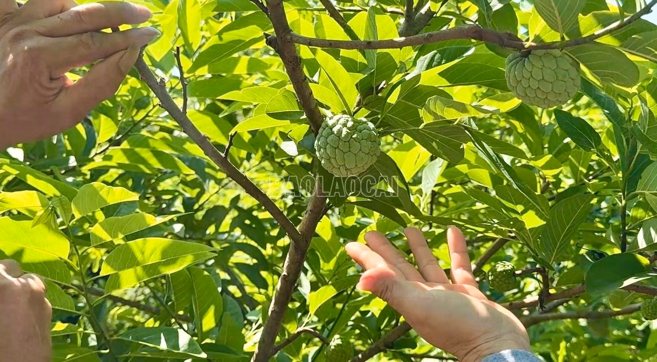 baolaocai-c_img-5422.jpg