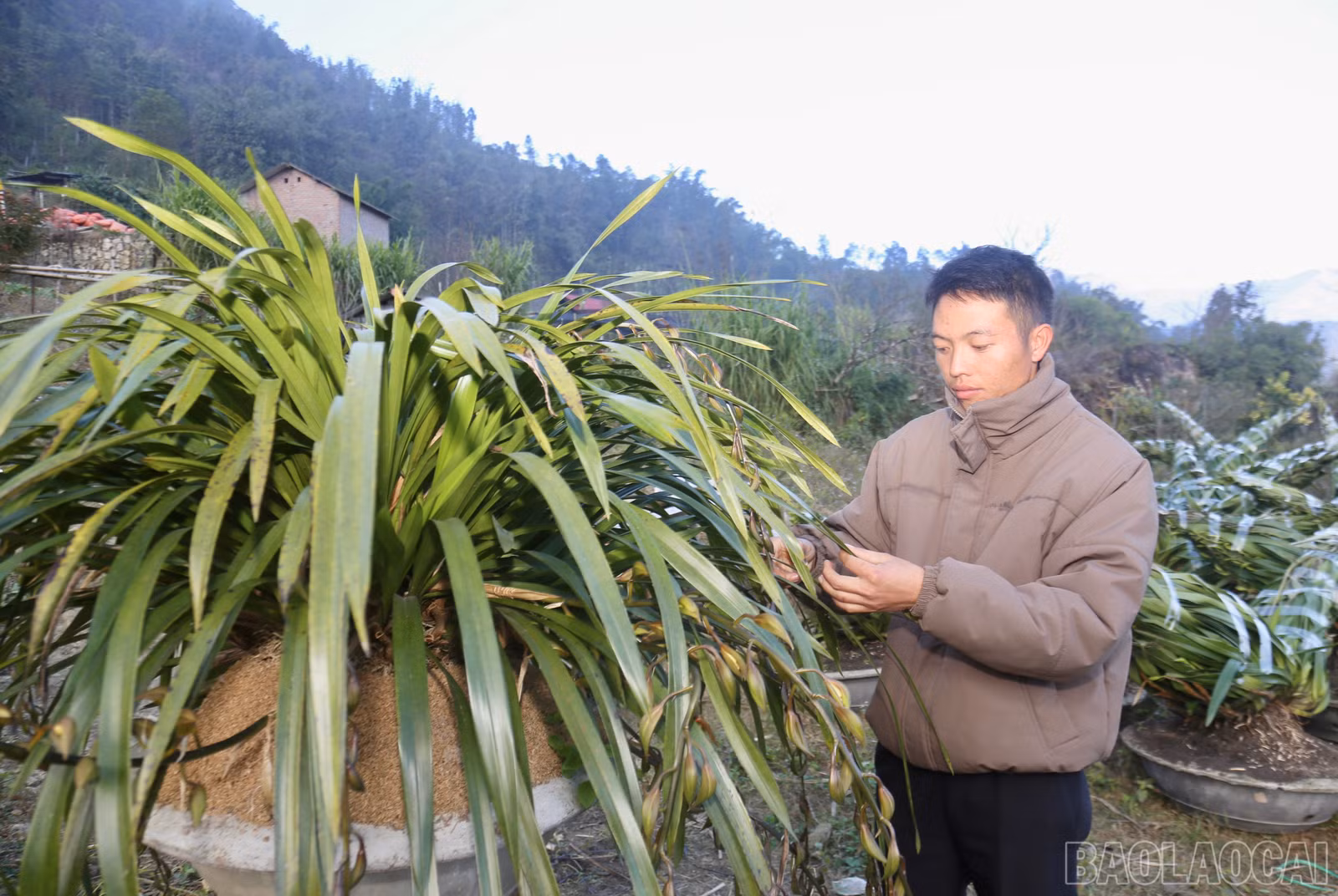 baolaocai-br_img-9360.jpg