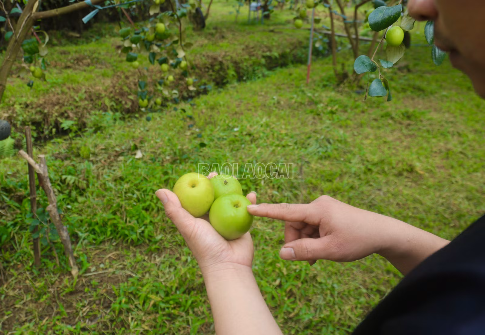 baolaocai-c_img-0277.jpg