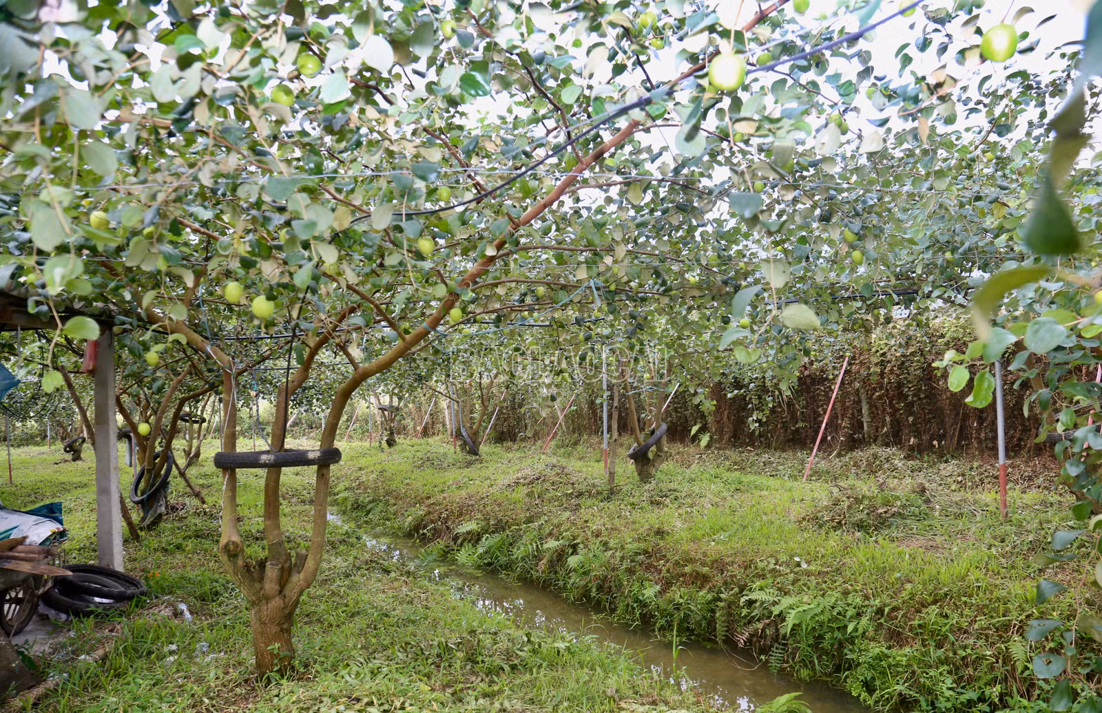 baolaocai-c_img-0261.jpg