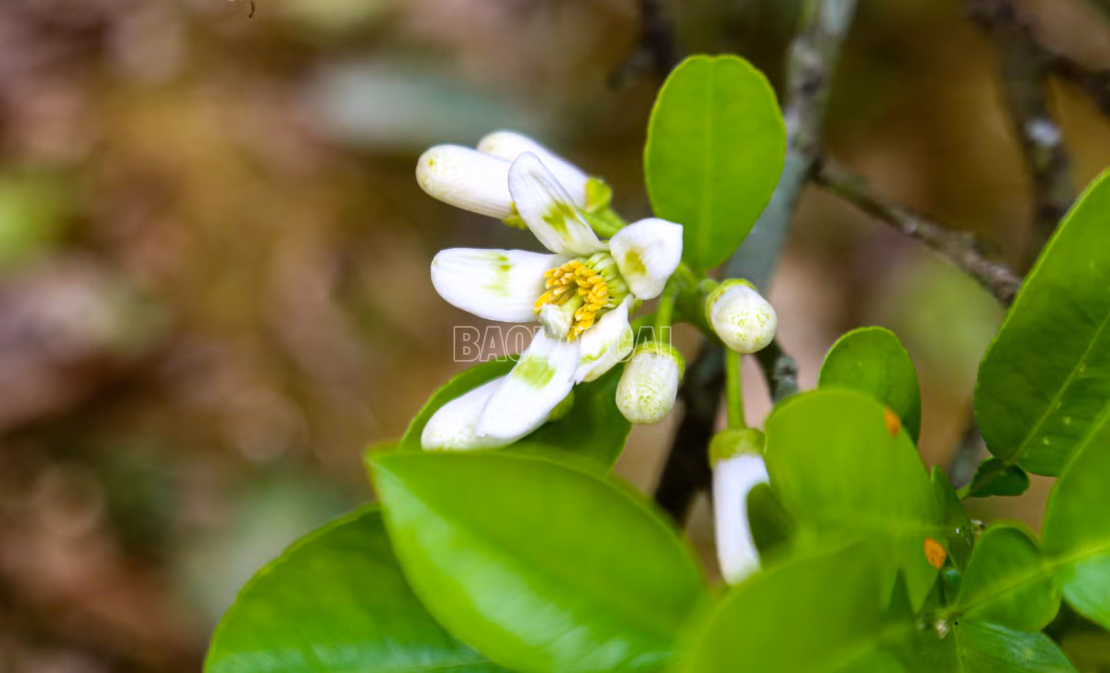 baolaocai-c_img-1792.jpg