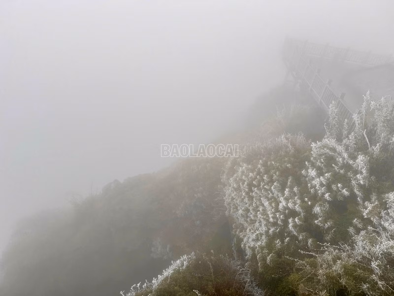 baolaocai-c_img-1292.jpg