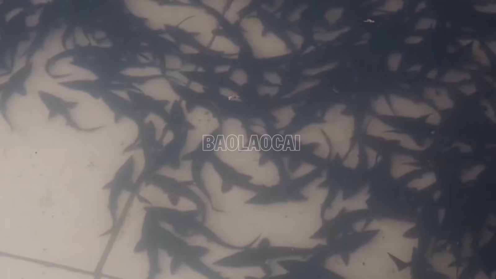 baolaocai-c_5-4217.jpg