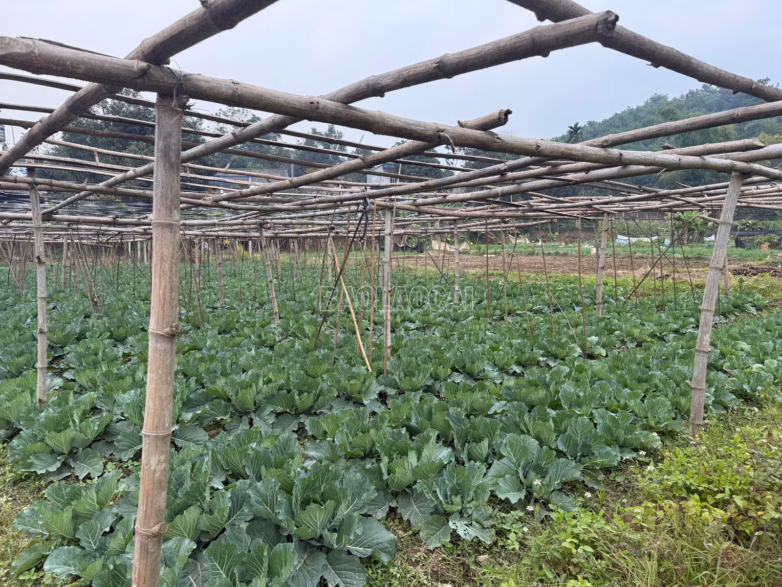 baolaocai-c_img-9844.jpg