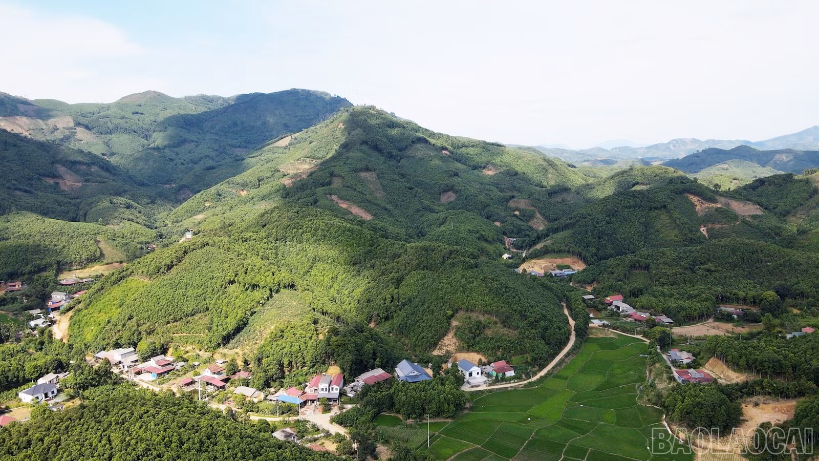 Những cánh rừng quế trải dài trên các sườn đồi ở Lào Cai, không chỉ tăng tỷ lệ che phủ rừng mà còn là nguồn sinh kế bền vững của người dân.