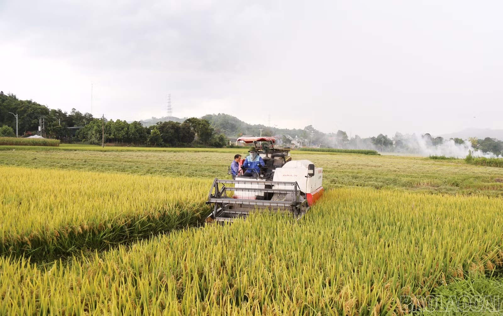 Hội viên nông dân Lào Cai đang tích cực áp dụng cơ giới hóa và sử dụng giống lúa mới có năng suất cao, chống chịu sâu bệnh, thích ứng thời tiết để nâng cao hiệu quả sản xuất, chuyển dịch sang nông nghiệp thông minh, bền vững, giảm chi phí, tăng thu nhập, giải quyết bài toán biến đổi khí hậu.
