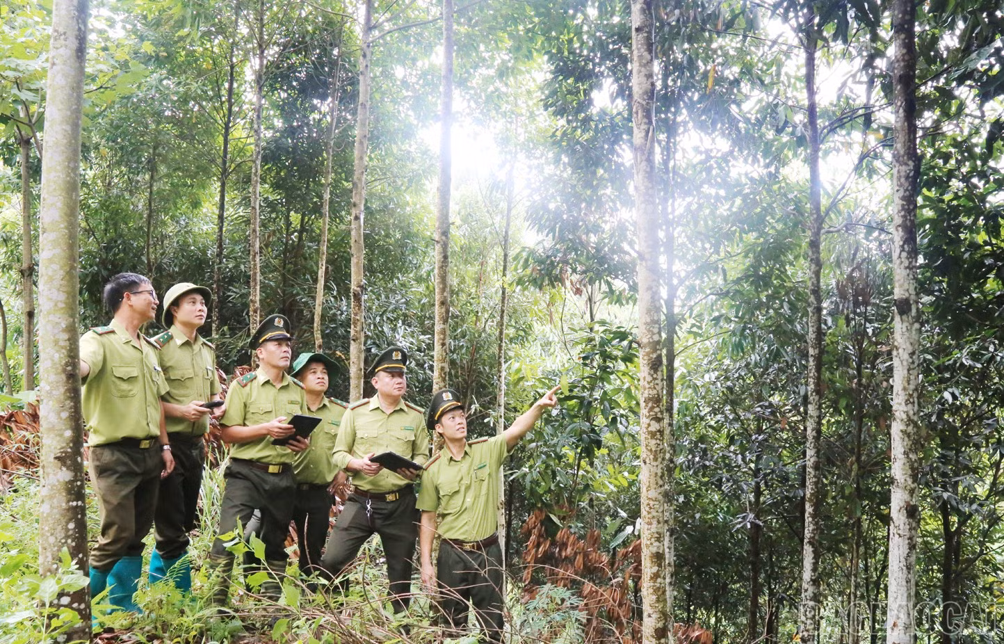 Cây quế không chỉ mang lại thu nhập mà còn góp phần bảo vệ rừng, giữ đất, giữ nước và nâng cao chất lượng cuộc sống cho người dân vùng cao Lào Cai.
