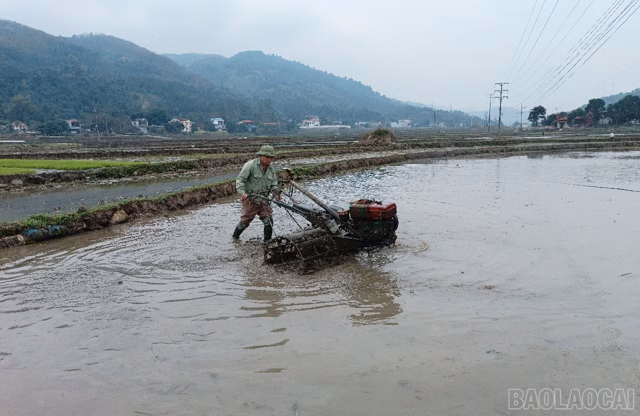 baolaocai-br_t2-131.jpg