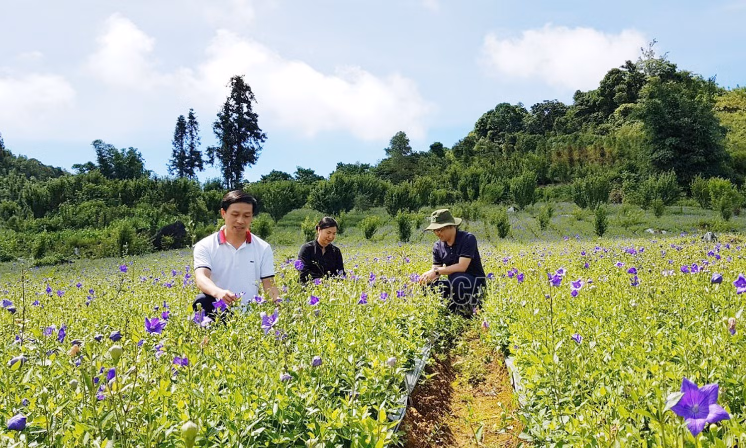 Cây dược liệu được đưa vào trồng ở các xã vùng cao của huyện Bắc Hà.
