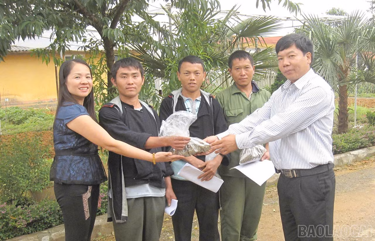 baolaocai-br_z7370205141470-24afe6ad53c3fda84102685116d71c5f.jpg