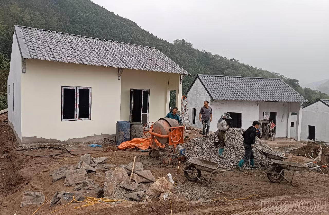 baolaocai-br_t24.jpg