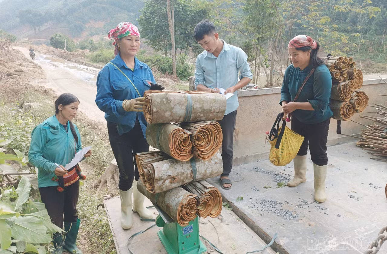 baolaocai-br_que-1.jpg
