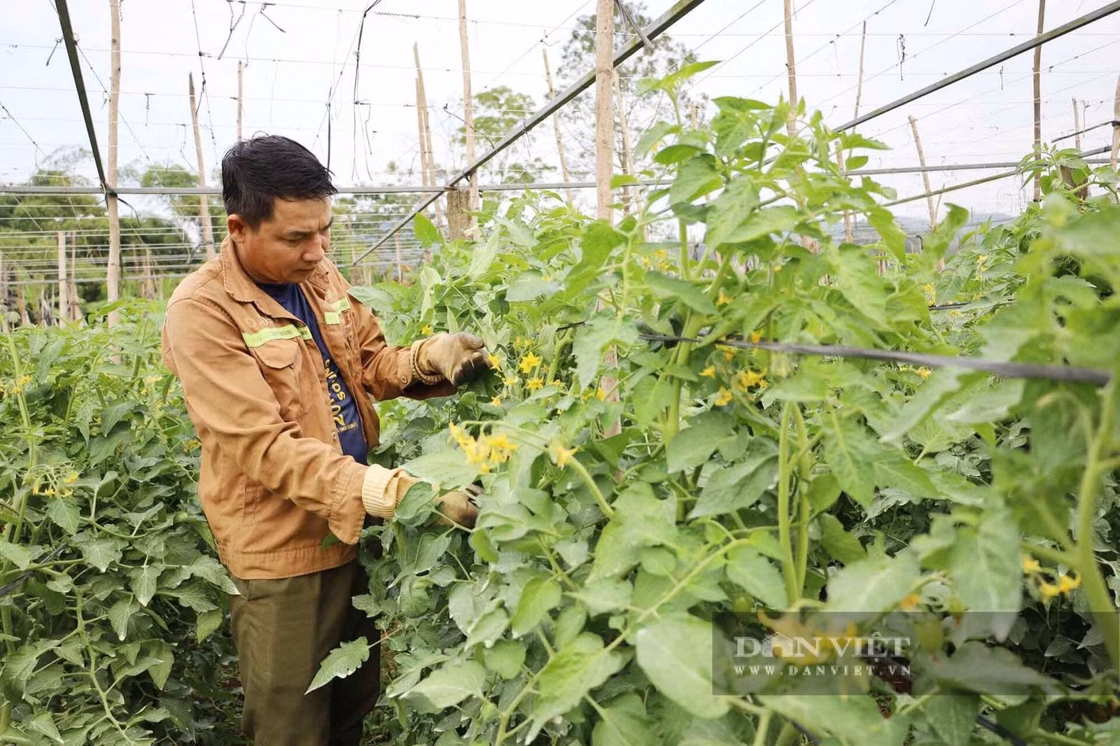 Người dân chủ động chăm sóc cây trồng trước thời tiết giá rét. Ảnh: Báo Dân Việt