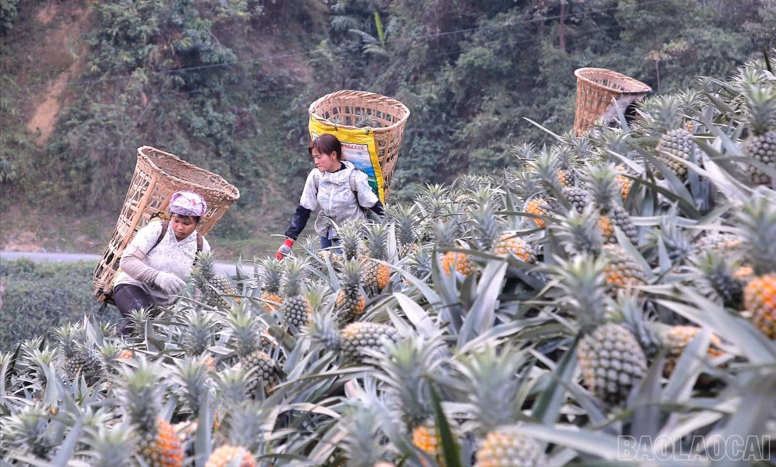 baolaocai-br_hoi-vien-nong-dan-thu-hoach-dua-9758.jpg