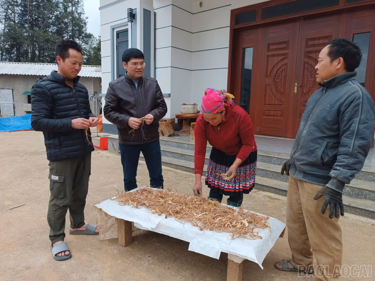 baolaocai-br_duocl.jpg