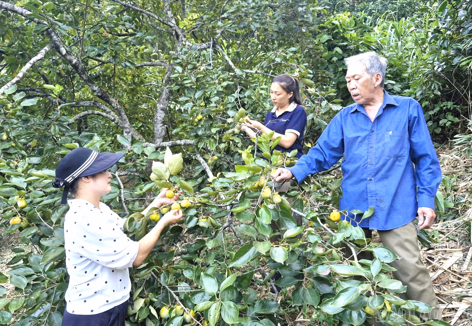 baolaocai-br_z7364950299197-de68b328e7bd24d0f577d945caee8e03-6096.jpg