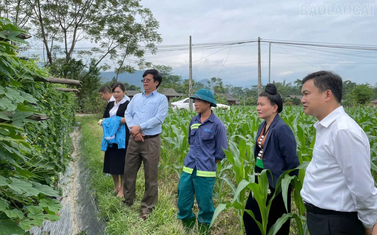 baolaocai-tr_ban-tuyen-giao-va-dan-van-tinh-lanh-dao-phuong-cau-thia-kiem-tra-mo-hinh-muop-dang-1.jpg