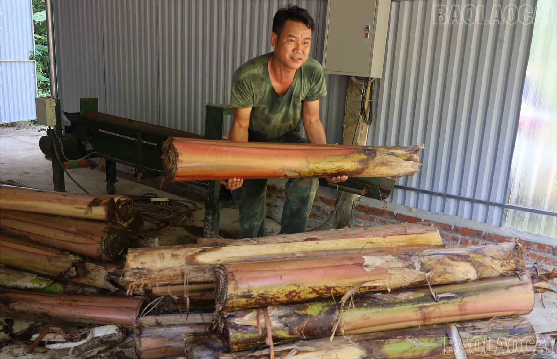 baolaocai-tr-cay-chuoi-duoc-thu-gom-de-tuot-soi.jpg
