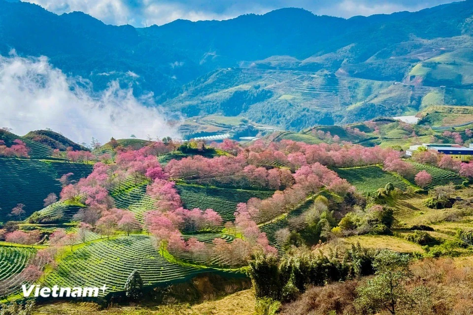 vnp-sapa-21.jpg