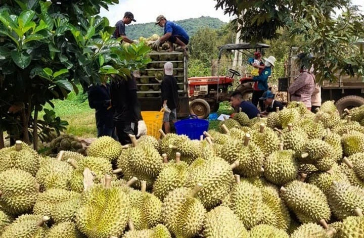 sau-rieng-5576.jpg