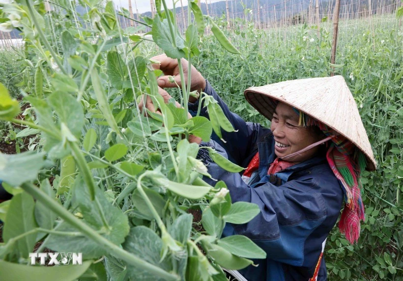 ttxvn-anh-giam-ngheo-7.jpg