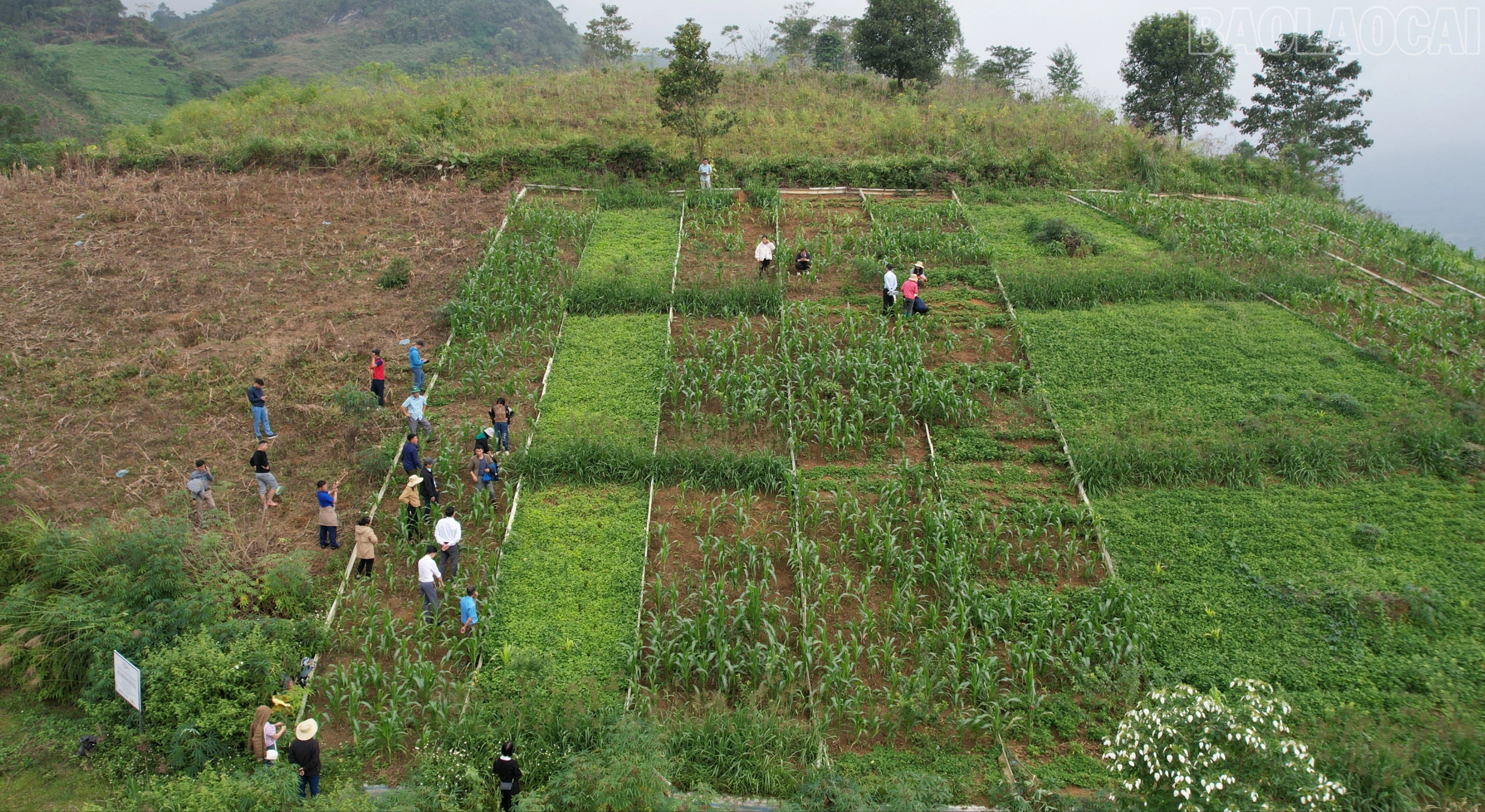 baolaocai-tr_dji-0032-3474.jpg
