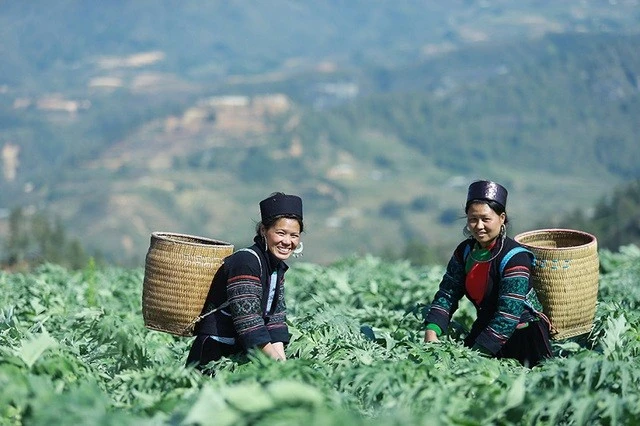 Bảo tồn và nghiên cứu khoa học những bài thuốc bản địa của người Mông là cách giúp phát huy giá trị của y học dân gian trong việc chăm sóc sức khỏe cộng đồng.