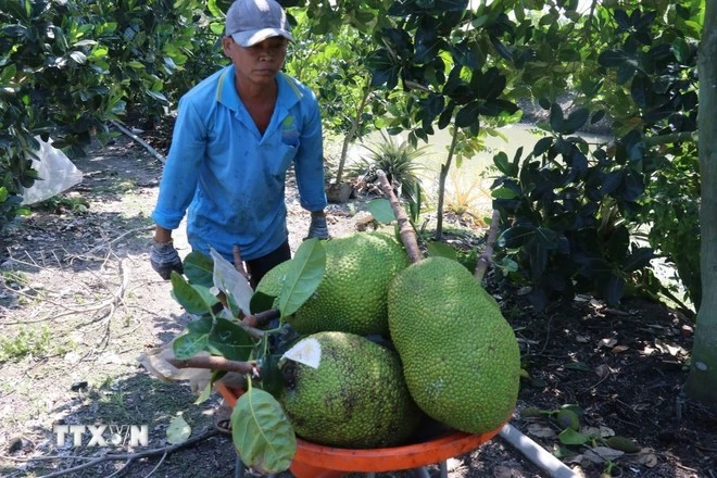 Thu hoạch mít tại vườn ở xã Tân Mỹ, huyện Thanh Bình (Đồng Tháp).