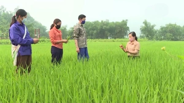 Cơ quan chuyên môn hướng dẫn bà con nhân dân nhận biết và phòng trừ sâu bệnh.jpg