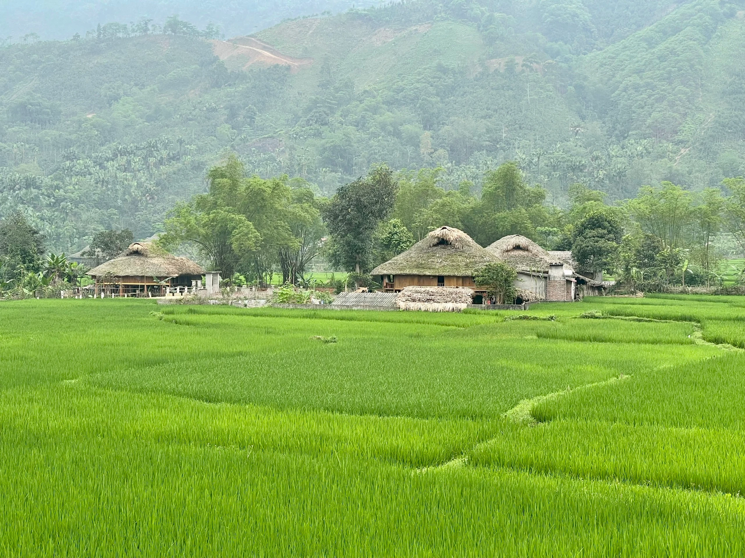 Nghĩa Đô xanh.jpg