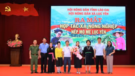 Ra mắt Hợp tác xã nông nghiệp nếp Mò Me Lục Yên