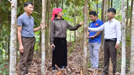 Phong Dụ Thượng tạo sinh kế, giảm nghèo bền vững