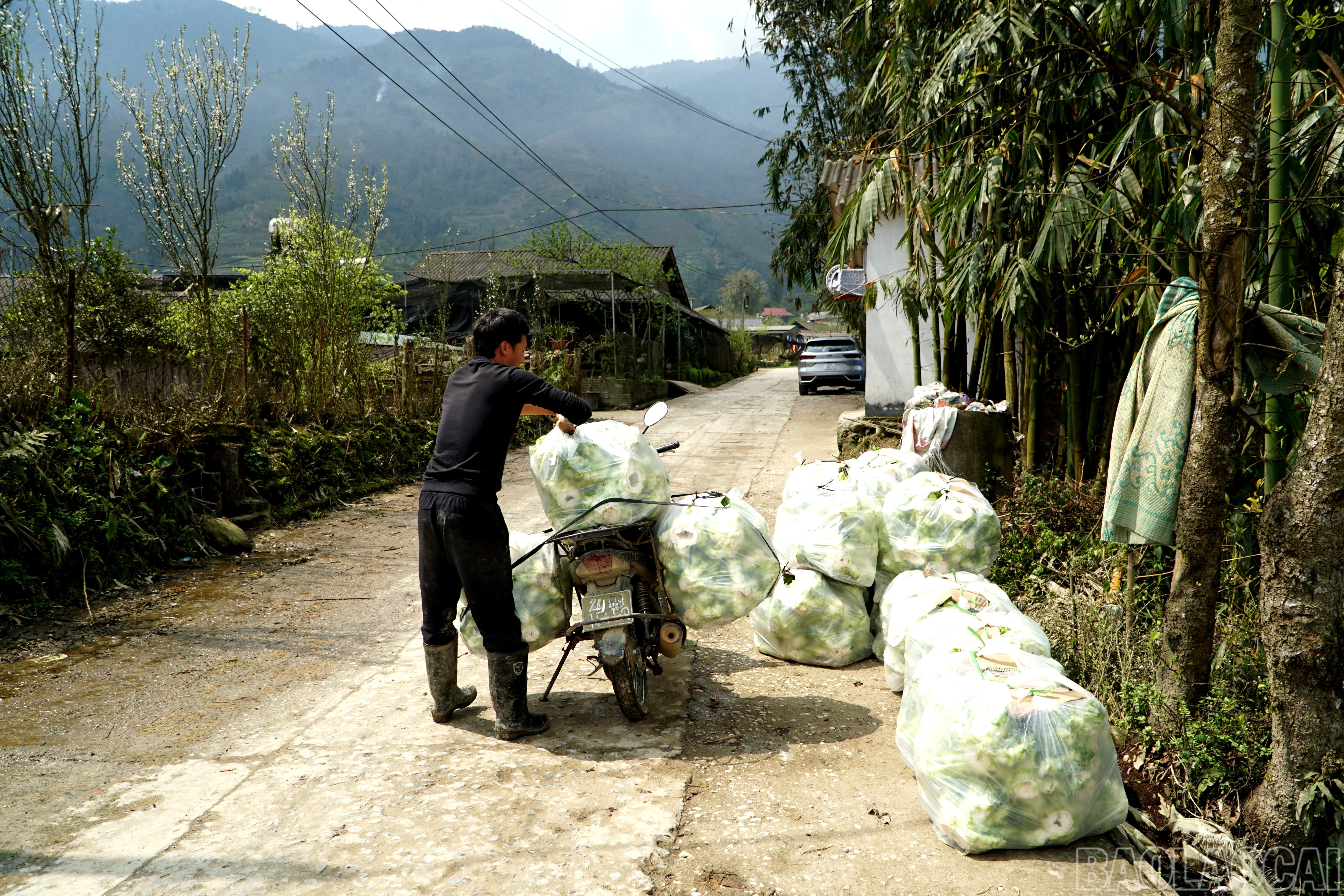 baolaocai-br_img-20250311-163003.jpg