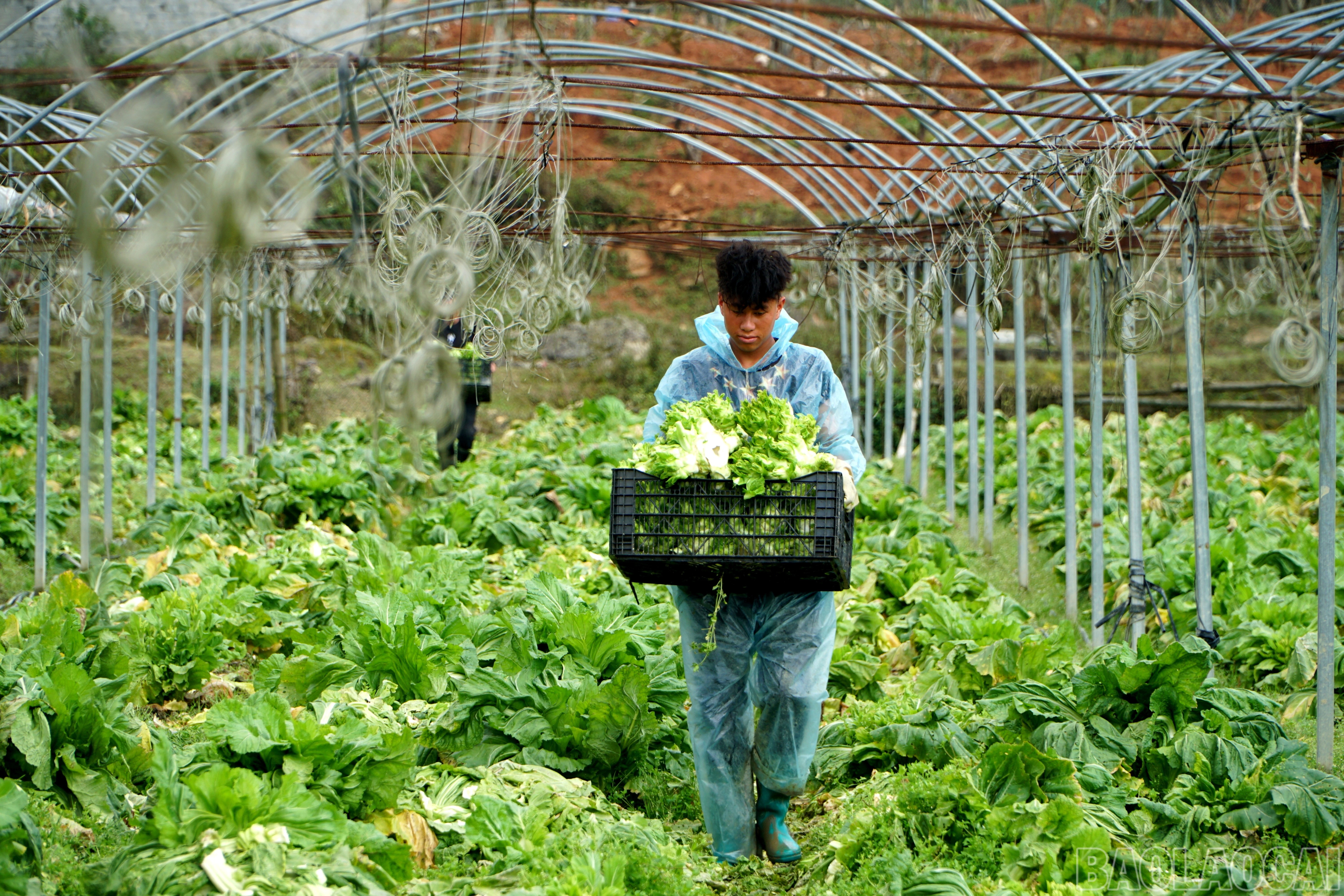 Nông dân xã Tả Phìn, thị xã Sa Pa vận chuyển mầm đá đến nơi tập kết bán cho tư thương.