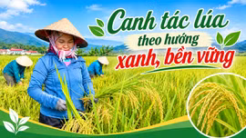 Canh tác lúa theo hướng xanh, bền vững