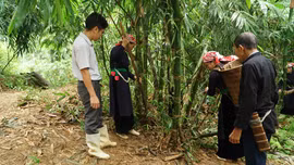 Hội Nông dân Văn Bàn đồng hành với nông hộ phát triển kinh tế