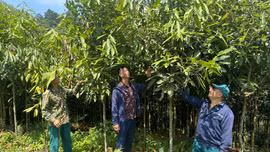 Hướng dẫn nông hộ kỹ thuật phòng trừ sâu hại quế.