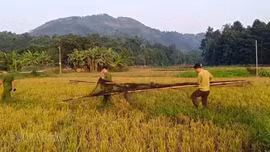 Liên tiếp phát hiện điểm bẫy chim tại nhiều địa phương