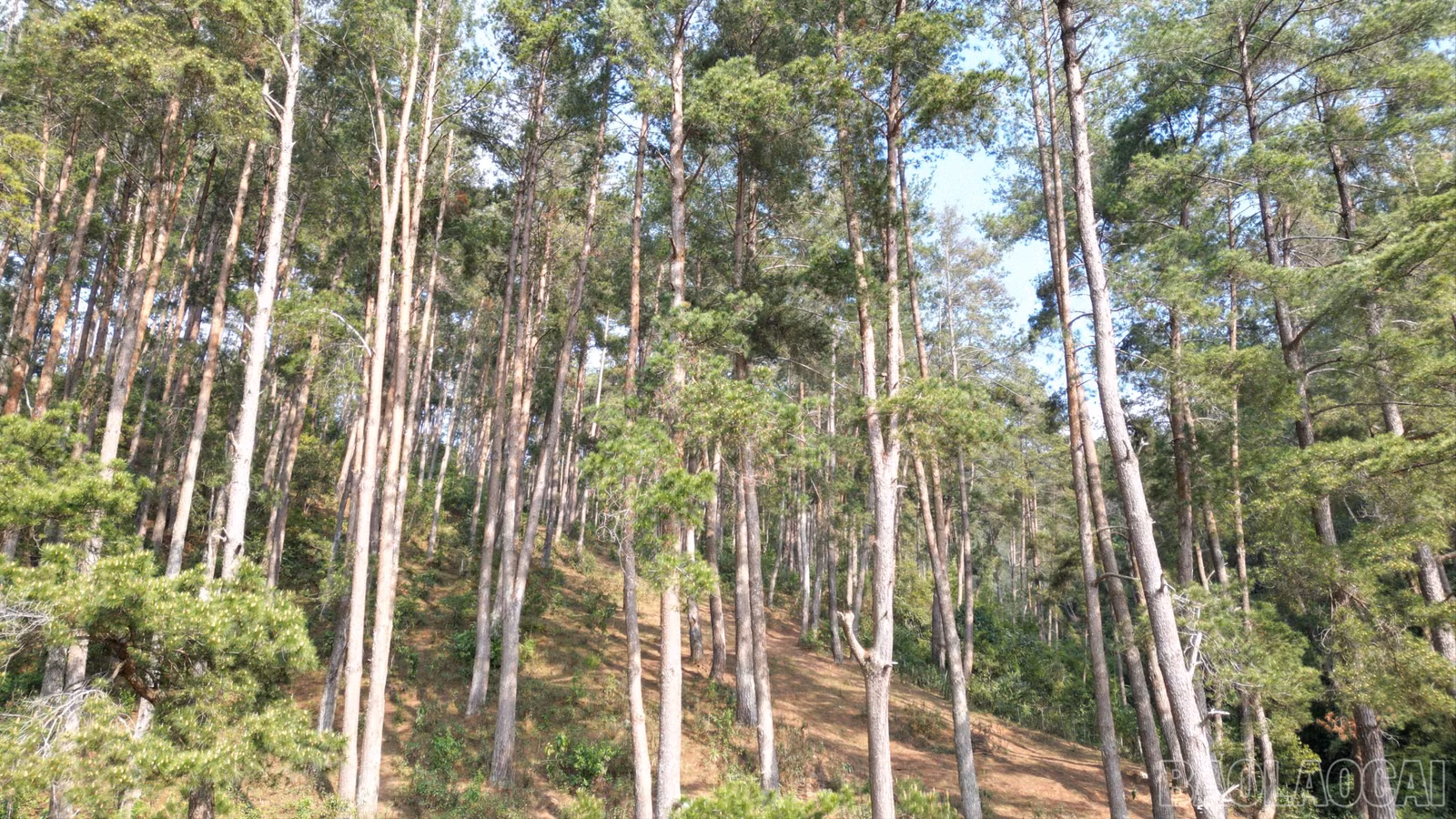 baolaocai-br_dji-0702-7625.jpg