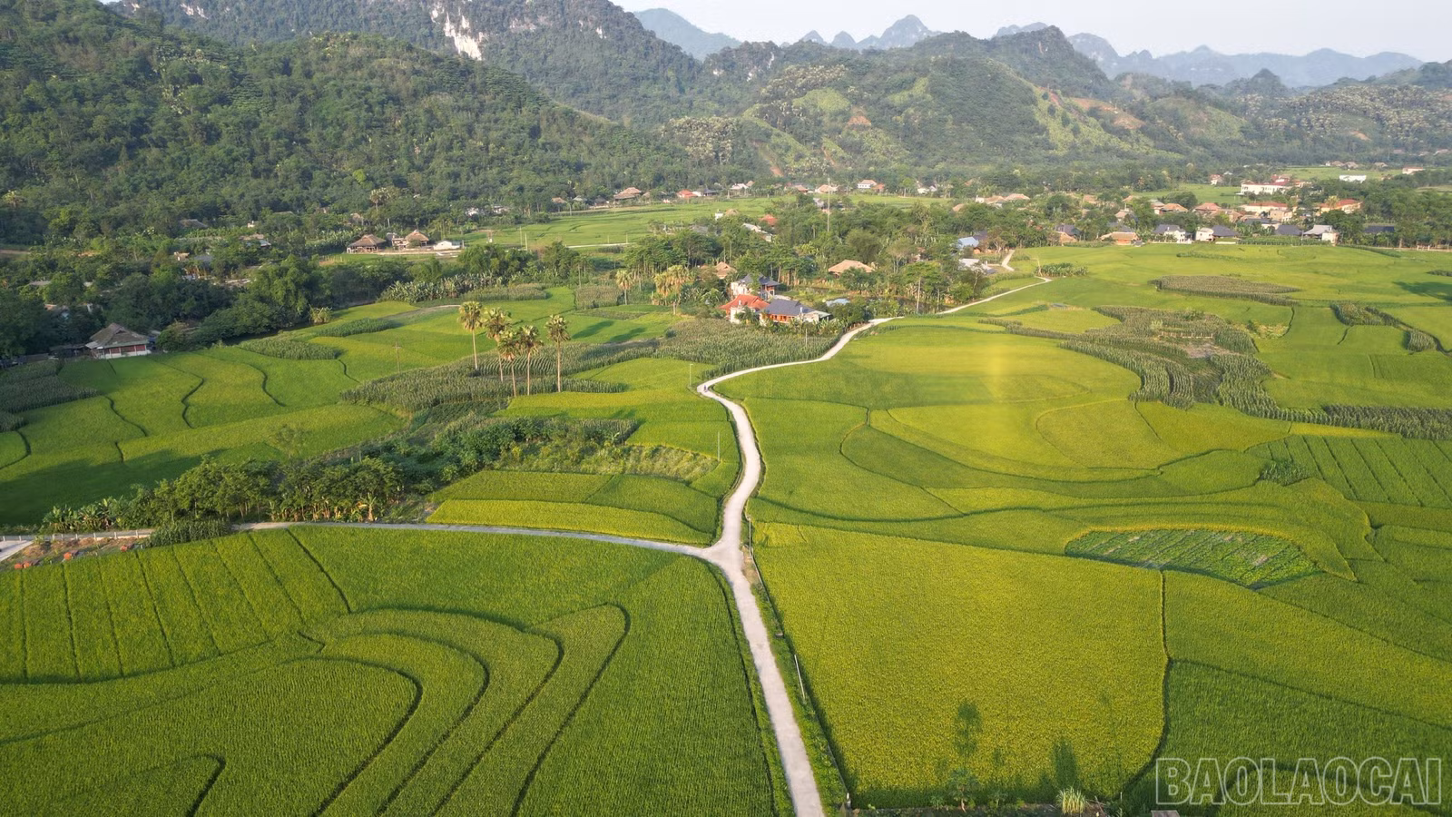 baolaocai-br_02.jpg