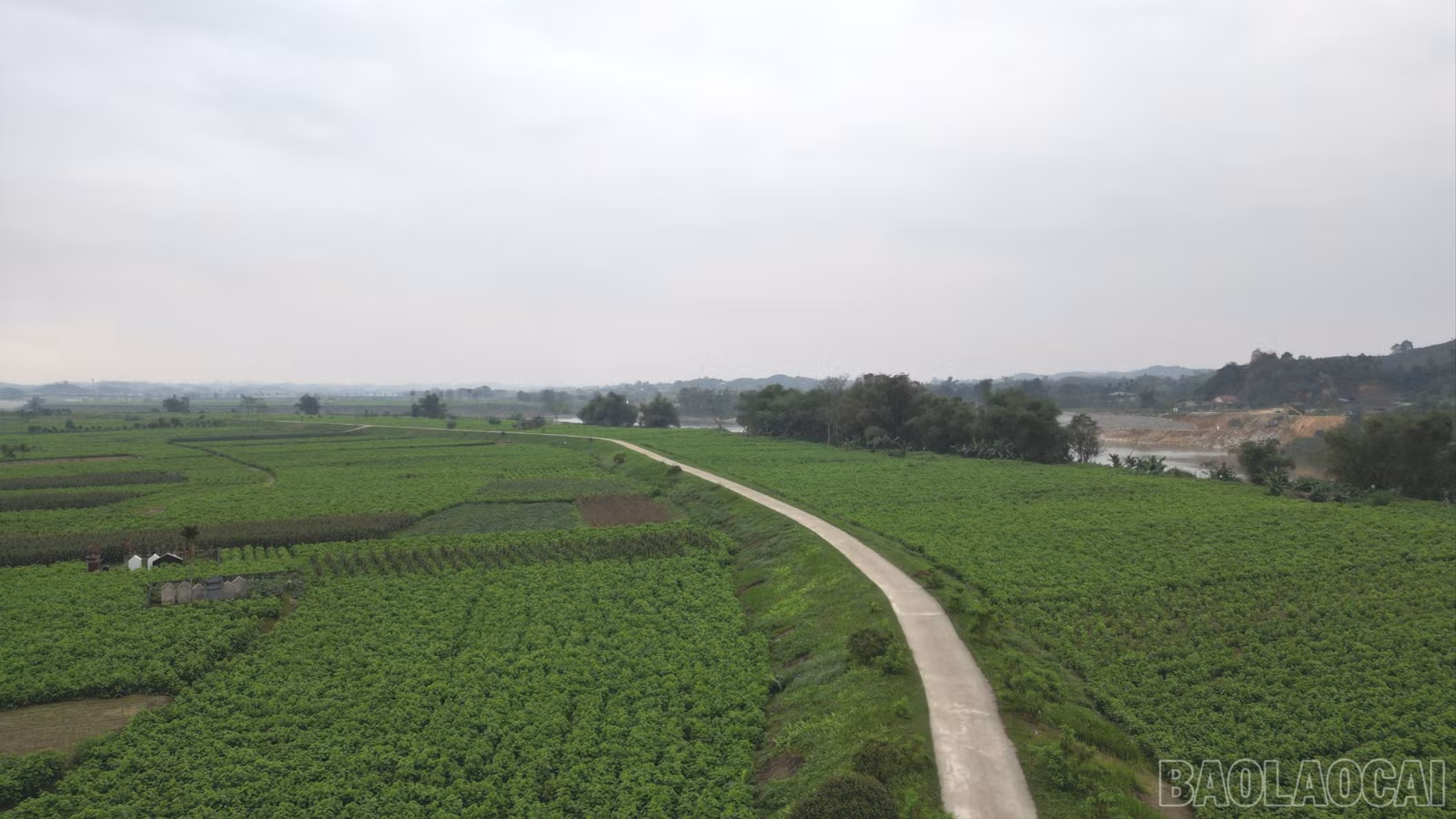 baolaocai-br_dji-0056-6135.jpg