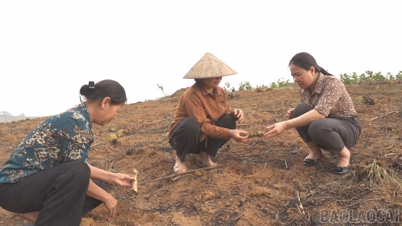 baolaocai-br_z7584478398844-9b23464b804439a567bc01bec6e27396-9051.jpg