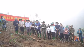 Tre măng Bát độ bén rễ trên đất khó Lương Thịnh