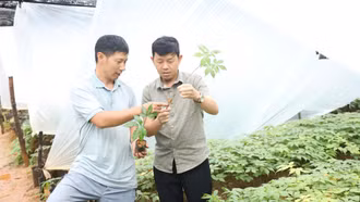 Lào Cai: Phấn đấu đến năm 2030 có vùng trồng dược liệu đạt 8.500 ha